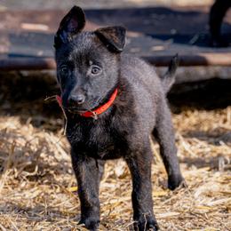 Dutch Shepherd Puppies from Faberge Hollandse Herdershond