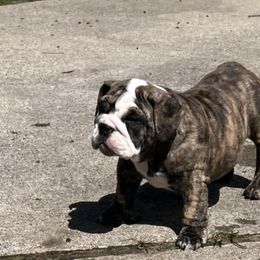 Bulldog Puppies from Mary Estabrook