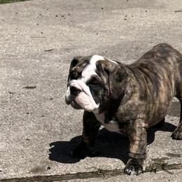 Bulldog Puppies from Mary Estabrook