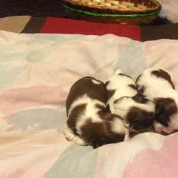 Shih Tzu Puppies from Small Breed Kennel