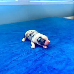 Juliet - Blue merle female Australian Shepherd puppy in Williston, Florida from Over The Rainbow Aussies