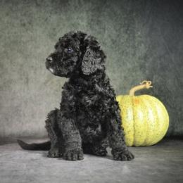 Dilute Retriever and Labradoodle Puppies from Von Bussler Labradoodles & Retrievers