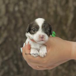 Earl (Green Collar Male) - Merle male Cavapoo puppy in Republic, Missouri from Red Skye Puppies
