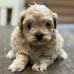 Maloney - Champagne male Maltipoo puppy in Lebanon, Kentucky from Mosaic Merle Doodles