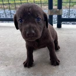 Mini - Chocolate male Labrador Retriever puppy in Newton Grove, North Carolina from Wayalife Labradors & Gsp’s
