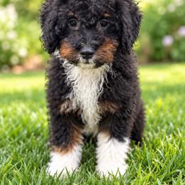 Wendy - Black tri-color female Aussiedoodle puppy in Factoryville, Pennsylvania from North Mountain Doodles