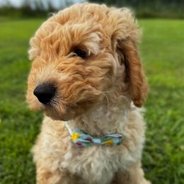 Arbor - Apricot male Goldendoodle puppy in Camden, North Carolina from Oopsie Doodles of NC