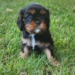 Linus - Black and tan male Cavalier King Charles Spaniel puppy in Traverse City, Michigan from Crozapulco Cavaliers AKC