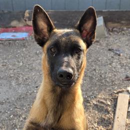 Boy 1 - Fawn male Belgian Malinois puppy in Corpus Christi, Texas from Heavenly Firefly Belgian Malinois