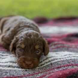 Storm Fly - Red phantom female Aussiedoodle puppy in Mountain Home, Arkansas from Amos and Oak Doodles