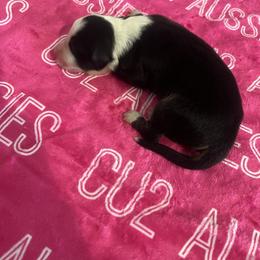 VEGAS - Black tri-color female Australian Shepherd puppy in Prescott Valley, Arizona from Cu2 Aussies