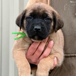 Karai - Fawn female Mastiff puppy in Wewoka, Oklahoma from P Diamond Mastiffs