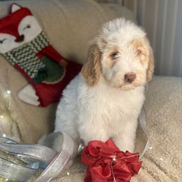 PUMPKIN - red parti girl - Red female Bernedoodle puppy in Lookout, California from Remington Kennels, LLC