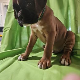 Light Green Fawn Male - Fawn male Boxer puppy in Faribault, Minnesota from Laelaps Boxers