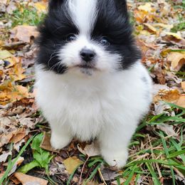 Pomeranian and Shetland Sheepdog Puppies from K&A Little Wonder's