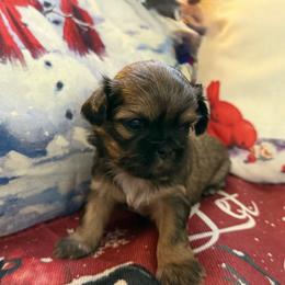 AKC Truffle - Sable male Shih Tzu puppy in Paintsville, Kentucky from Molly B's ShihTzus