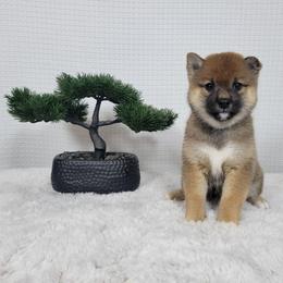 Hana - Red female Shiba Inu puppy in Sacramento, California from Shiba Inu of Matrix