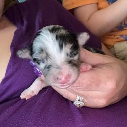 Skye - Blue merle female Australian Shepherd puppy in Four Oaks, North Carolina from RoseWest Farms