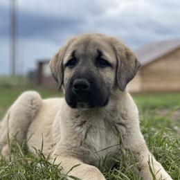 Anatolian Shepherd Dog Puppies from Wild Rooster Family Farm – AKC Anatolian Shepherd Breeder, OFA Health Tested