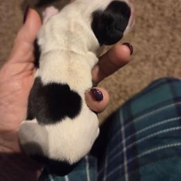 Boy 1 - Tri-color male Cavalier King Charles Spaniel puppy in Charity, Missouri from Missouri. Cavaliers