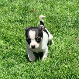 Cole AKC - Black and tan male Chihuahua puppy in Seneca, Missouri from Stephanie’s Puppy Colony