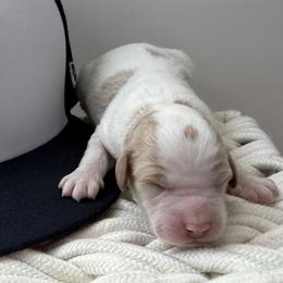 Bowie - Parti male Goldendoodle puppy in Huntington, Utah from Krispydoodle