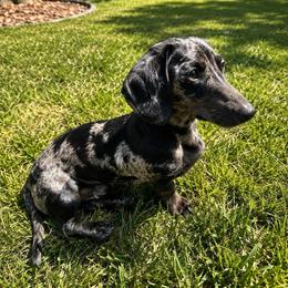 Ruger - Dachshund