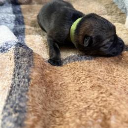 A1-2 Sable Boy - Sable male German Shepherd puppy in Lincoln, California from Valor-K9s