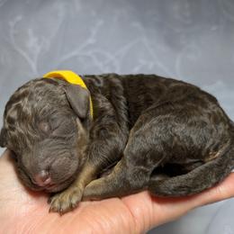 Yellow Collar Girl - Phantom female Poodle puppy in Tehama County, California from Hals Pals K9s
