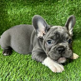 French Bulldog Puppies from High Tide Frenchies