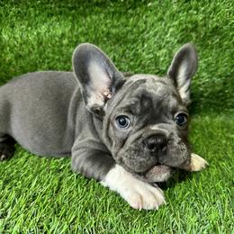French Bulldog Puppies from High Tide Frenchies