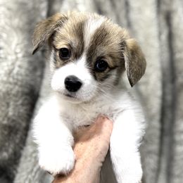 Girl 2 - Sable female Pembroke Welsh Corgi puppy in California from Trotter Hill Farms