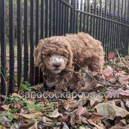 Cockapoo Puppies from Cano Cockapoos