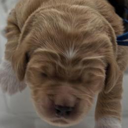 Francis - blue - Apricot female Goldendoodle puppy in Phoenix, Arizona from Kerri's Goldendoodles