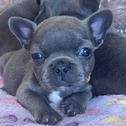 Girl 5 - French Bulldog puppy in Lakeview Terrace, California from WMDFrenchies