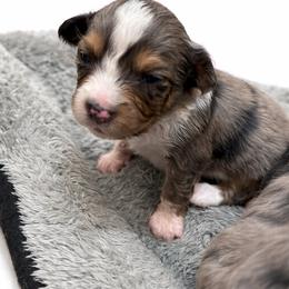 Toy Australian Shepherd Puppies from Itty Bitty Aussies