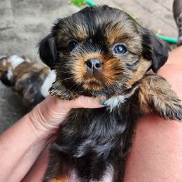 Kermit - Black and white male Cavatzu puppy in Saint Paul, Minnesota from Amy’s Puppy Tzu