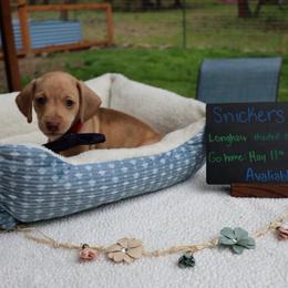 Snickers (light green collar) - Cream male Dachshund puppy in Prospect, Oregon from Spunky Sausage Pups