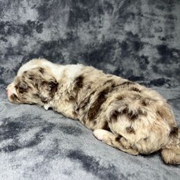 Boy 2 - Red merle male Aussiedoodle puppy in Alabama from SBA Aussies