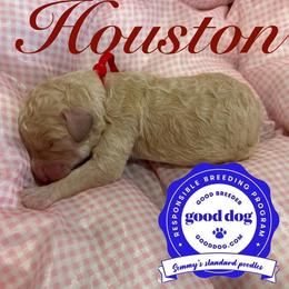 Houston - Apricot female Poodle puppy in Mobile, Alabama from Semmy’s Standard Poodle LLC