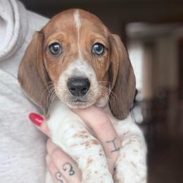 Pie dapple male - Dapple male Dachshund puppy in Madison, Wisconsin from SK Miniature   Dachshunds