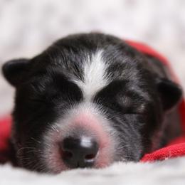 Red - Black and white male Siberian Husky puppy in York, Pennsylvania from Spalla Pups