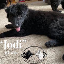 Berger Blanc Suisse and German Shepherd Puppies from Von Wulfgeist Shepherds