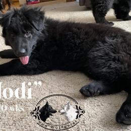 Berger Blanc Suisse and German Shepherd Puppies from Von Wulfgeist Shepherds