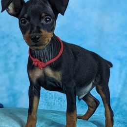 Miniature Pinschers from Jen's Min Pins & More