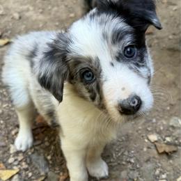 Maple - Blue merle female Border Collie puppy in Fairview, Tennessee from Hoffman Forest Acres LLC