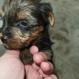 Yorkshire Terriers from Vazquez Yorkies