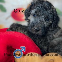 Cruz - Sable male Poodle puppy in Greenville, North Carolina from Grace Poodles