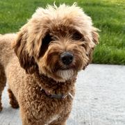 Reina - Double Doodle
