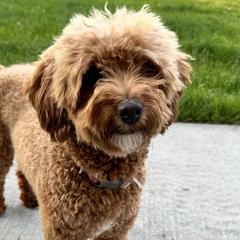 Reina - Double Doodle